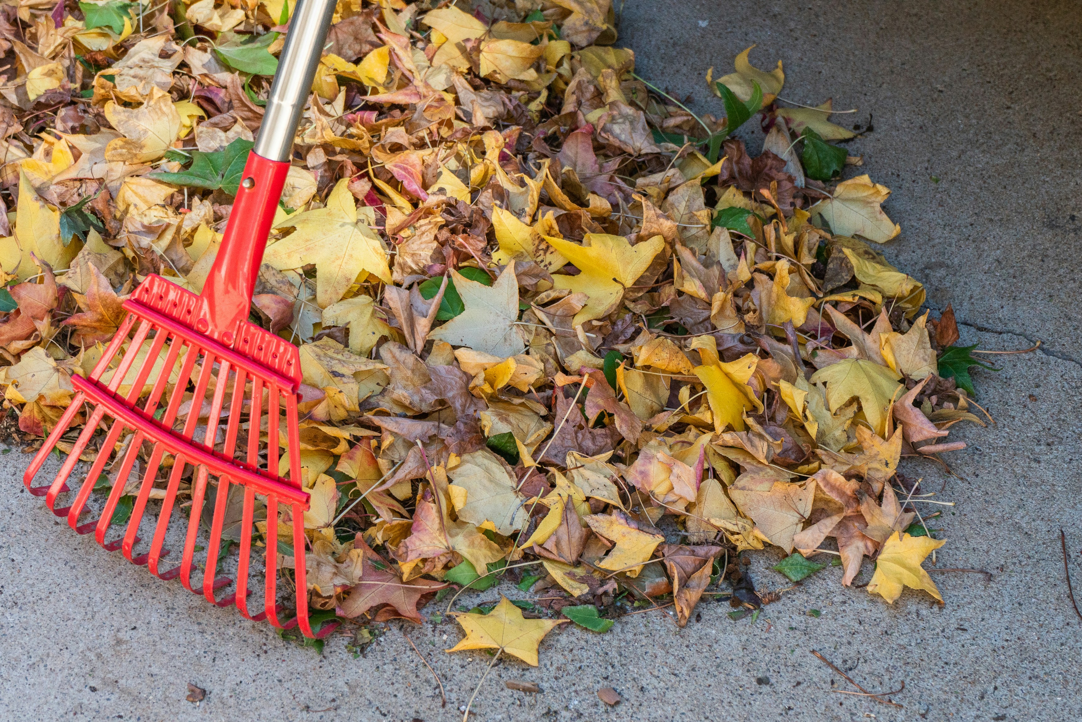 Raking leaves to improve lawn quality from winter to spring is helpful